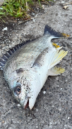 キビレの釣果