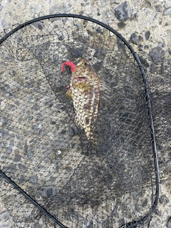 シマゾイの釣果