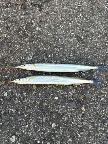 サヨリの釣果