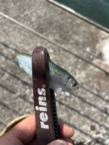 サッパの釣果