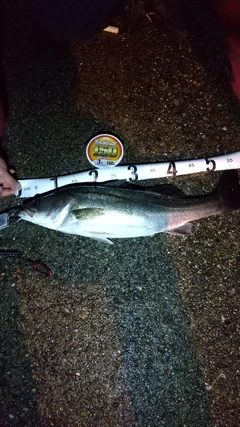 マダカ（マルスズキ）の釣果