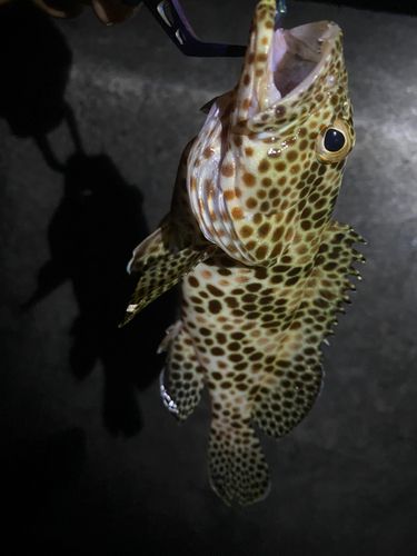 カンモンハタの釣果