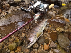 ヤマメの釣果