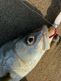 スズキの釣果