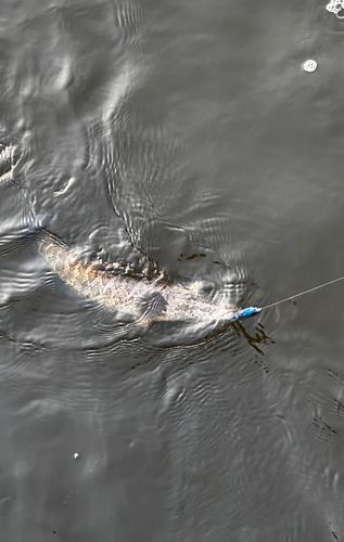 茨城県で釣れたライギョの釣り・釣果情報 - アングラーズ | 釣果600万