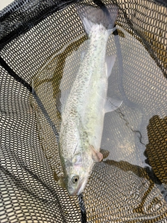 トラウトの釣果