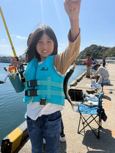 イワシの釣果