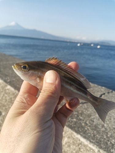 イサキの釣果