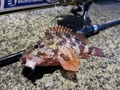 カサゴの釣果