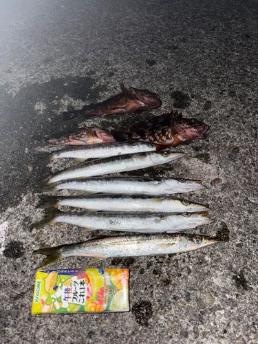 カマスの釣果