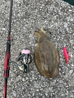 コウイカの釣果