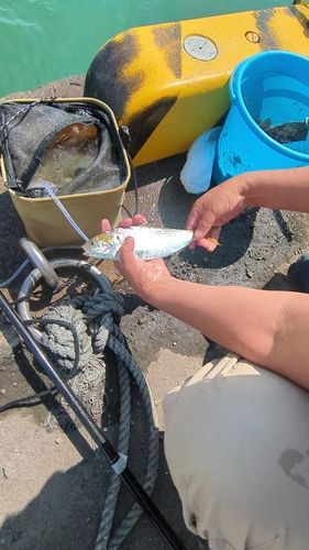 コノシロの釣果