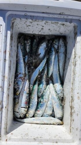 マイワシの釣果