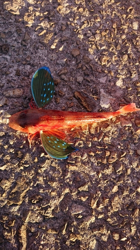 ホウボウの釣果