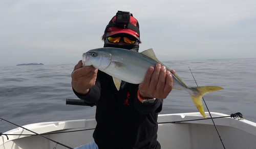 イナダの釣果