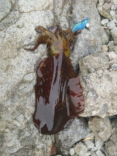 アオリイカの釣果