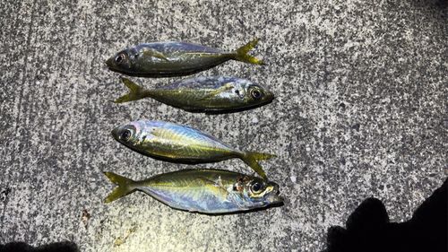 マアジの釣果
