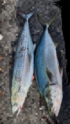 メジロの釣果