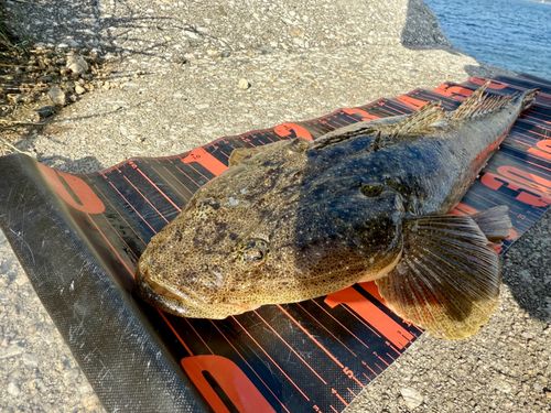マゴチの釣果