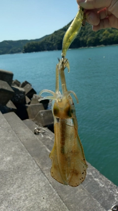 アオリイカの釣果