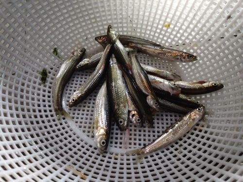 ホンモロコの釣果