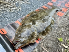 ヒラメの釣果