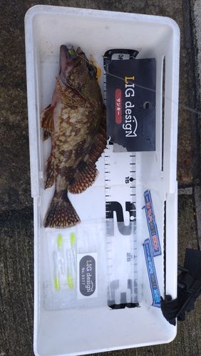 カサゴの釣果