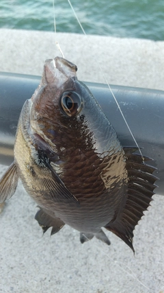 スズメダイの釣果