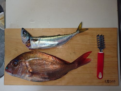 マダイの釣果