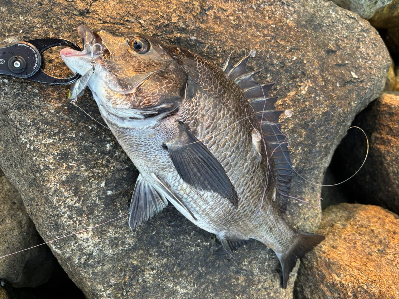 SHIMANO 18エクスセンスジェノス S810ML/Rの最安値・インプレ・釣果