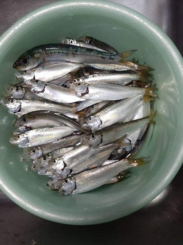 サッパの釣果
