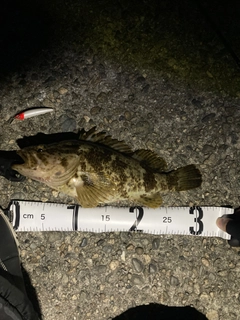 タケノコメバルの釣果