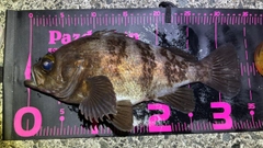 シロメバルの釣果