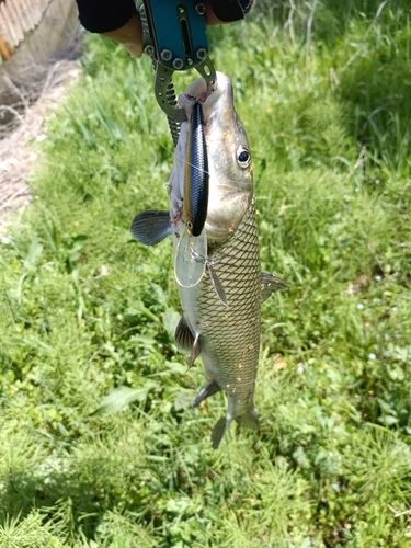 ニゴイの釣果