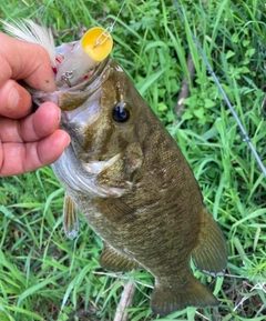 スモールマウスバスの釣果