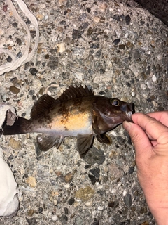 メバルの釣果