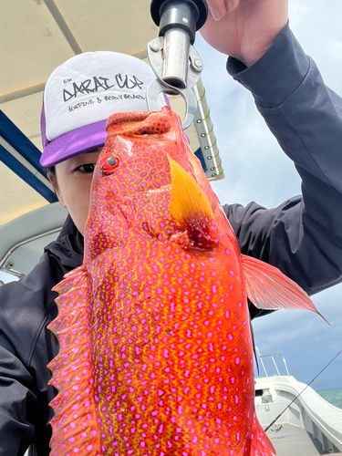 バラハタの釣果