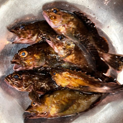 カサゴの釣果