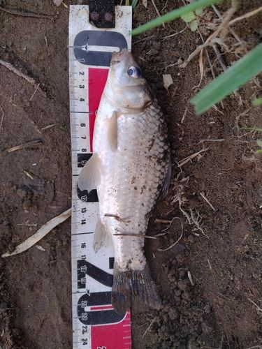 フナの釣果