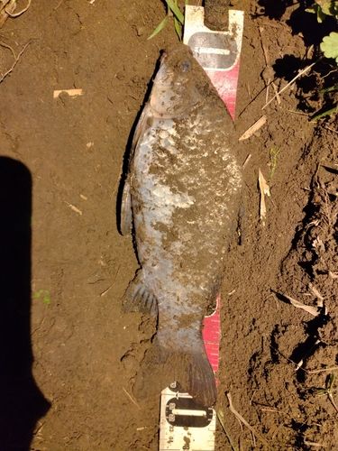 フナの釣果