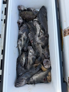 クロソイの釣果