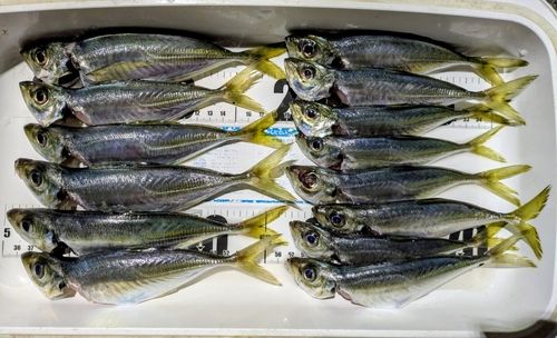 アジの釣果