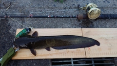マナマズの釣果