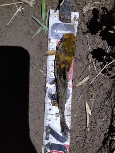 ナマズの釣果