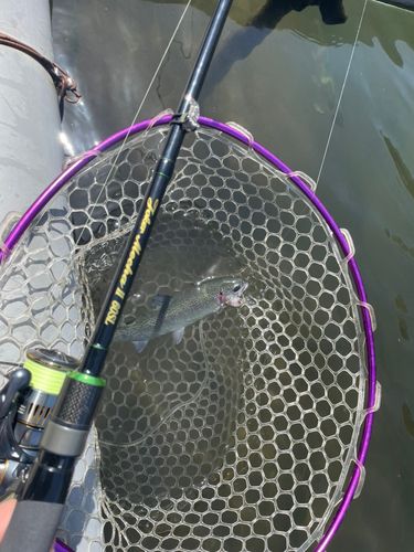 ニジマスの釣果