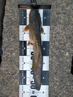 ナマズの釣果