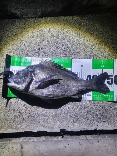 チヌの釣果