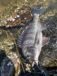 チヌの釣果