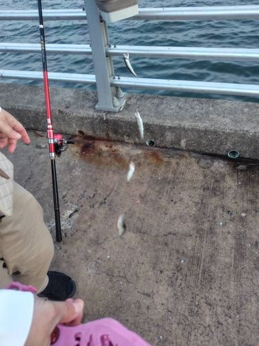 カタクチイワシの釣果