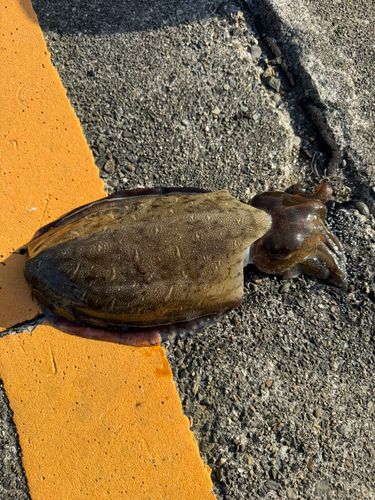 モンゴウイカの釣果